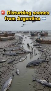 Argentina sea disappeared viral video showing exposed coastline at Mar del Plata