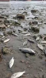 Unusually low seawater exposing the seabed along the coast of Mar del Plata, Argentina