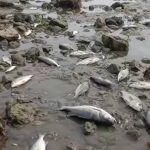 Argentina sea disappeared viral video showing exposed coastline at Mar del Plata