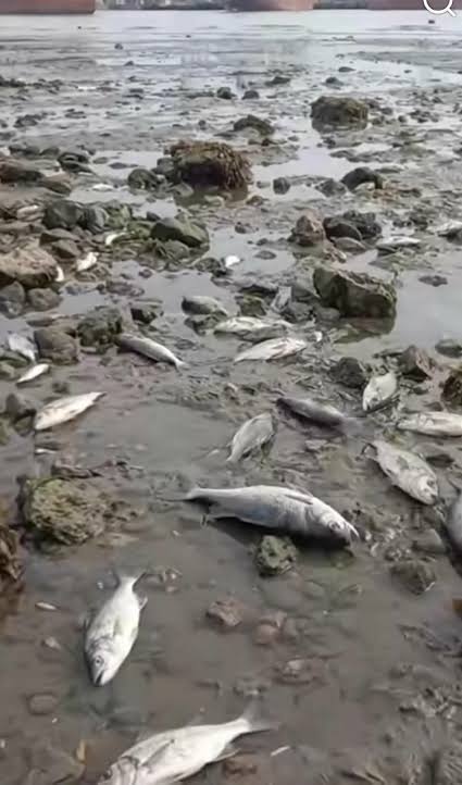 Argentina sea disappeared viral video showing exposed coastline at Mar del Plata